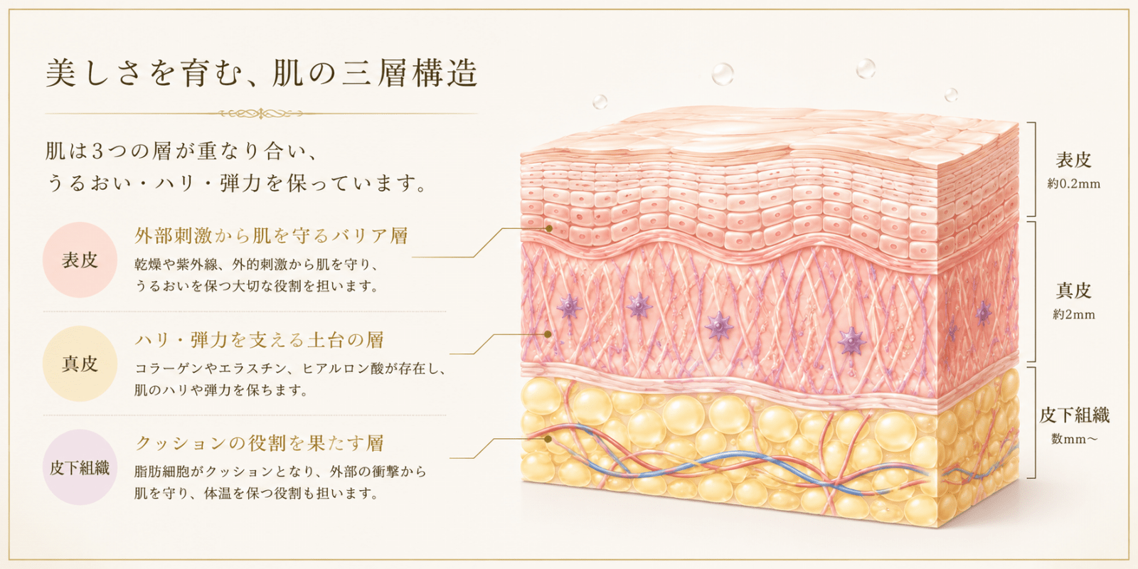 皮膚の断面構造「麻布十番・小顔エステ」